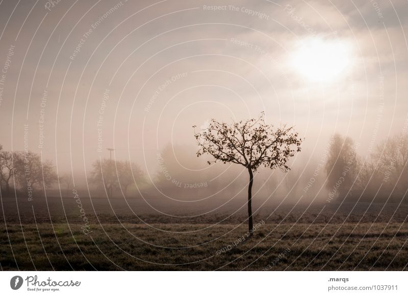 Einbaum Ausflug Umwelt Natur Landschaft Horizont Herbst Klima Nebel Baum Wiese Feld natürlich schön Stimmung Einsamkeit Farbfoto Gedeckte Farben Außenaufnahme