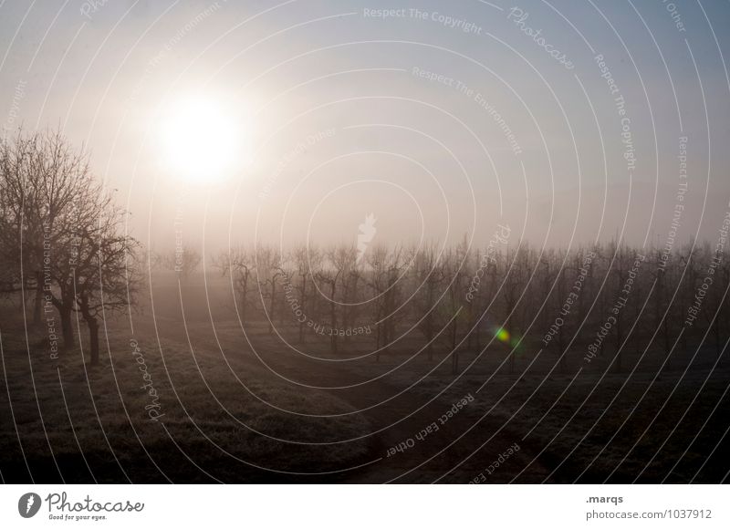 Guten Morgen Ausflug Umwelt Natur Landschaft Wolkenloser Himmel Sonne Frühling Herbst Klima Schönes Wetter Nebel Baum Wein Wege & Pfade frisch kalt Stimmung