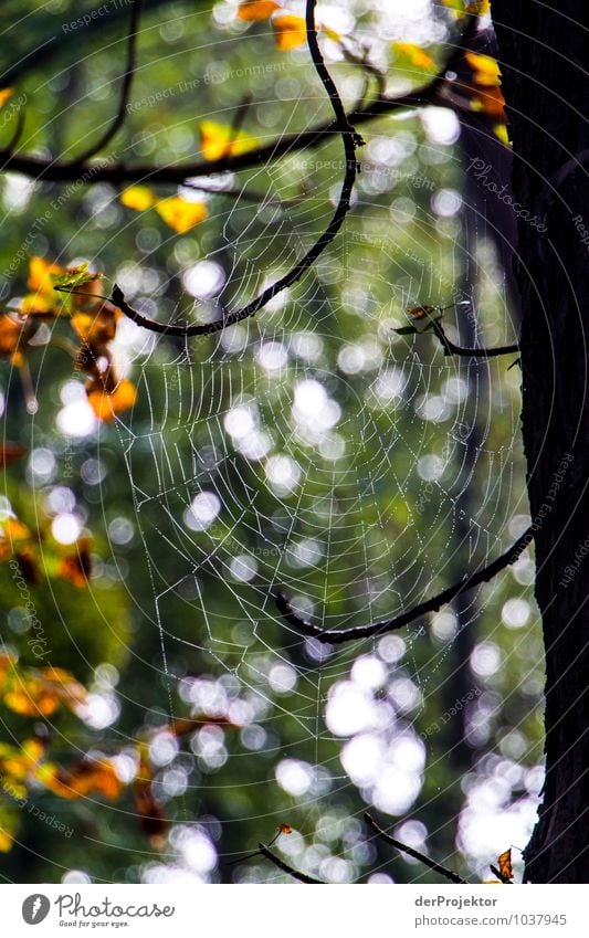 Thekla wartet schon Ferien & Urlaub & Reisen Tourismus Ausflug Abenteuer Umwelt Natur Landschaft Pflanze Tier Urelemente Herbst Schönes Wetter Baum Wald Hügel