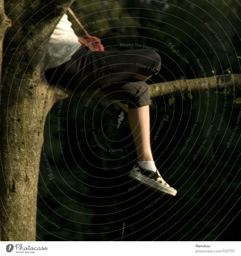 baumeln Wohlgefühl Zufriedenheit Erholung Sommer Mensch Frau Erwachsene Beine Fuß Herbst Wärme Baum sitzen Pause Physik Ast gemütlich behagen rumsitzen Farbfoto