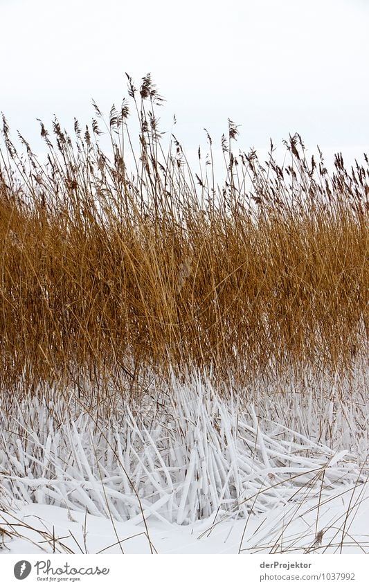 Die Farben des Winters Ferien & Urlaub & Reisen Tourismus Ausflug Abenteuer Winterurlaub Umwelt Natur Landschaft Pflanze Tier Urelemente schlechtes Wetter Eis