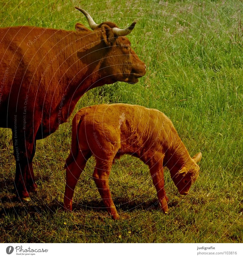 Landleben Kuh Rind Kalb klein Wiese Gras grün saftig braun Fell Molkerei Ernährung Landwirtschaft Säugetier Weide Lebensmittel Tierzucht Horn