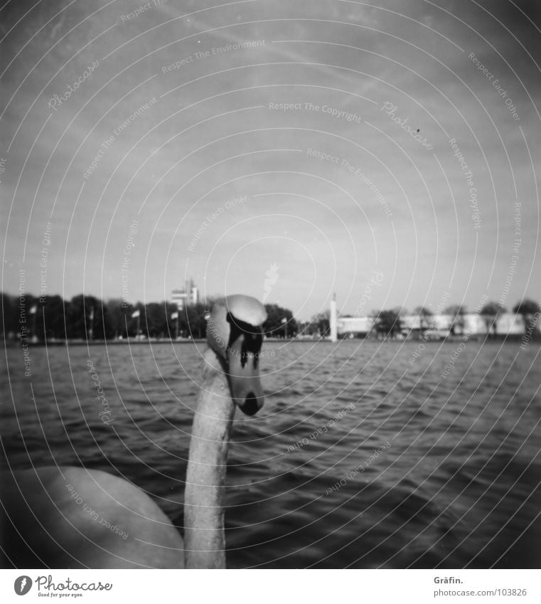 Wer guckt denn da II? Schwan Hannover Maschsee Tier Vogel weiß schwarz See Sprengelmuseum Wellen Steg Neugier Holga Lomografie Schwarzweißfoto elegant Wasser