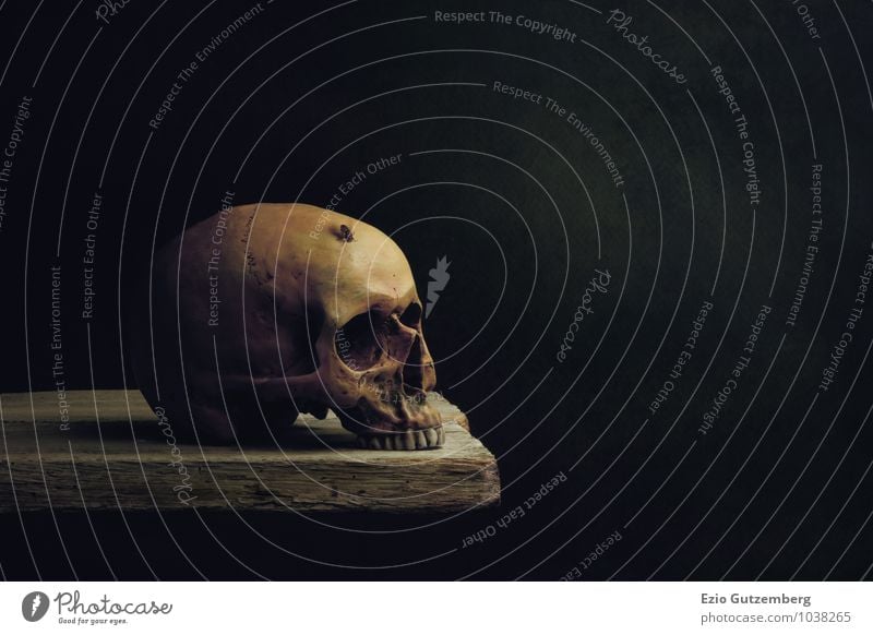 Vanitas Stillleben; Leben, Tod und Auferstehung Kopf Tier Fliege gruselig Vergänglichkeit Death dying dead eternity Solitude alone Paddel fly Housefly Dung fly