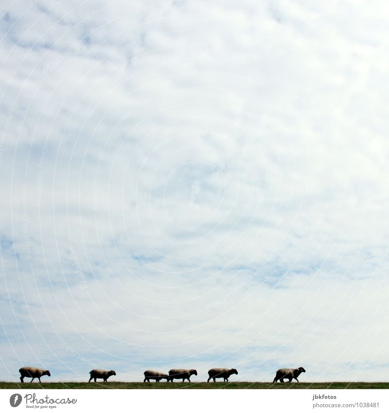 Mäh, nu wart doch mal! Umwelt Natur Landschaft Himmel Wolken Frühling Sommer Wiese Hügel Deich Nordsee Tier Nutztier Fell Schaf Lamm Tiergruppe Herde