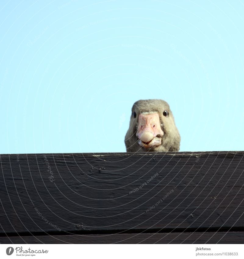 Hey, was guckst Du? Tier Nutztier Wildtier Vogel Tiergesicht Gans 1 Blick Außenaufnahme