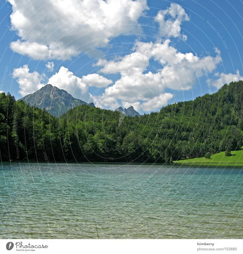 riviera royal XV Gras Sommer Naturgesetz Wiese grün Umwelt Wolken Wildnis Himmel Grünfläche Österreich Wald Hügel Berge u. Gebirge Landschaft Pflanze Firmament