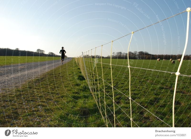 Zielstrebig Sicherheit Joggen Jogger Wiese Zaun Schaf Wege & Pfade zielstrebig Ausdauer Wohlgefühl Zufriedenheit Sportveranstaltung Vergänglichkeit