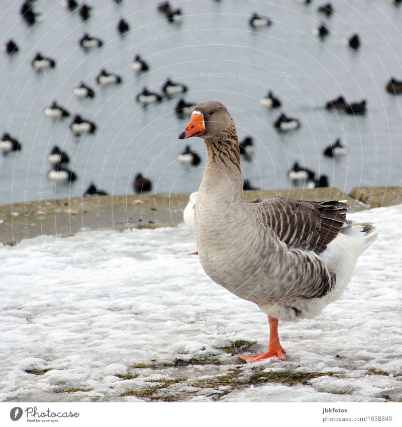 Einbeinchillen Umwelt Natur Landschaft Tier Wildtier Vogel Gans Graugans Schwimmen & Baden Erholung Farbfoto Außenaufnahme Tag Abend