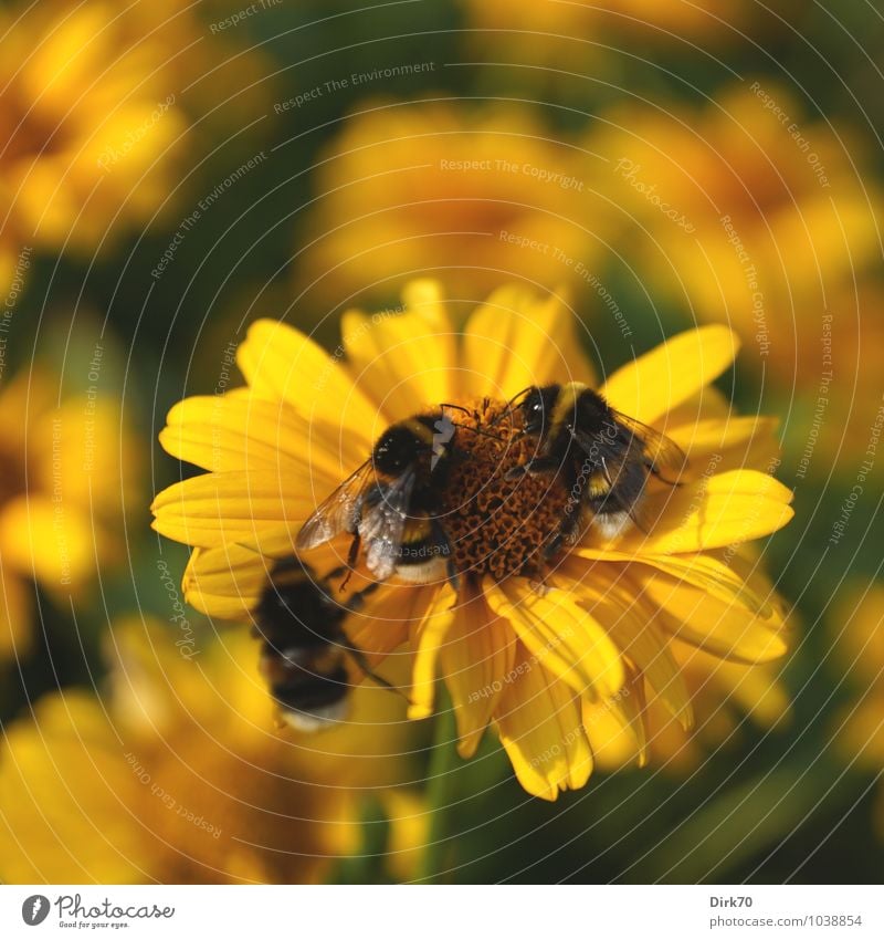 Hummel, Hummel ... Sonnenlicht Sommer Schönes Wetter Blume Blüte Sonnenhut Garten Beet Blumenbeet Tier Wildtier Biene Insekt 3 Blühend fliegen Fressen krabbeln