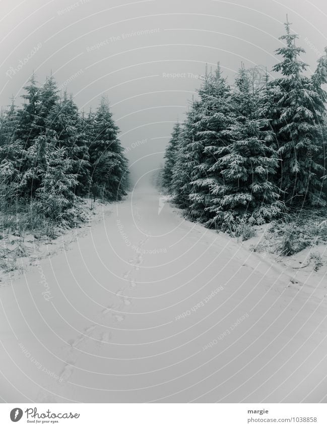 Weg im Winterwald Natur Pflanze Baum Sträucher Grünpflanze Nutzpflanze Nadelbaum Tanne Fichte Fichtenwald Wald Wege & Pfade Wachstum nass grün weiß Einsamkeit