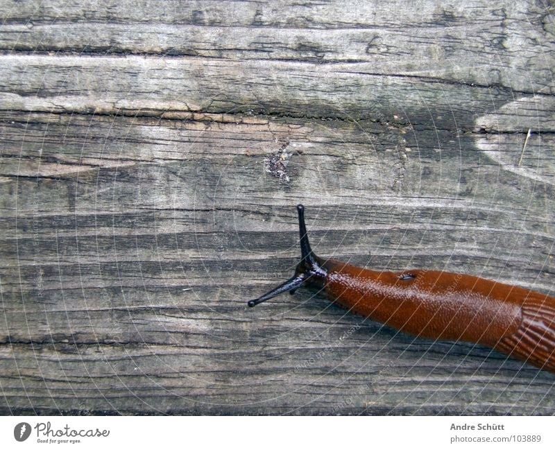 Homeless Tier Schnecke Holz schleimig Nacktschnecken Schleim Ragout auf sendung gaaaanz langsam nicht ausrutschen vegetarische kost? nicht fisch nicht fleisch