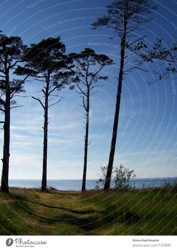 Weg zum Meer Baum Küste Ferien & Urlaub & Reisen Erholung Strand Stranddüne Abend Himmel