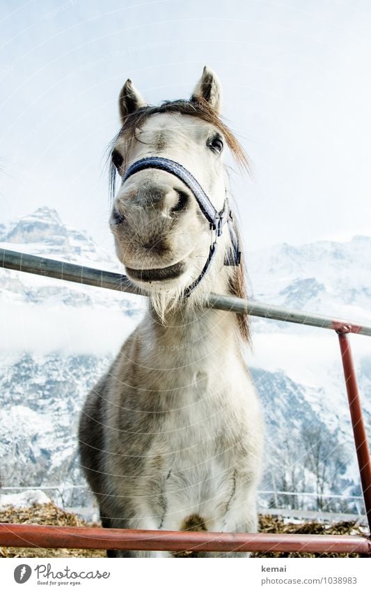 Hallo! Winter Eis Frost Schnee Berge u. Gebirge Schneebedeckte Gipfel Tier Nutztier Pferd Tiergesicht Fell Nüstern 1 Blick stehen Freundlichkeit groß kalt schön