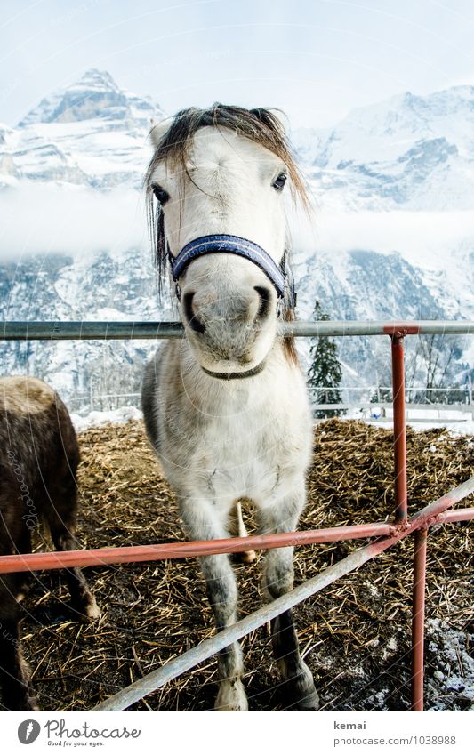 Friendly horse Tier Nutztier Pferd Tiergesicht Fell Halfter 1 Zaun Misthaufen Blick stehen authentisch Freundlichkeit groß schön natürlich Neugier niedlich weiß