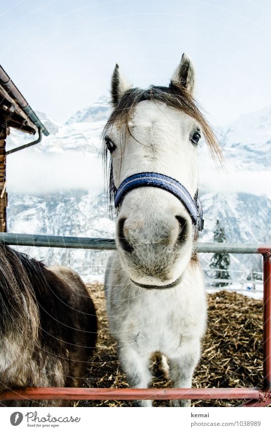 Kleiner Onkel Winter Edition Wolkenloser Himmel Tier Nutztier Pferd Tiergesicht Fell 1 Blick stehen Coolness schön Zufriedenheit Kraft Sympathie Freundschaft