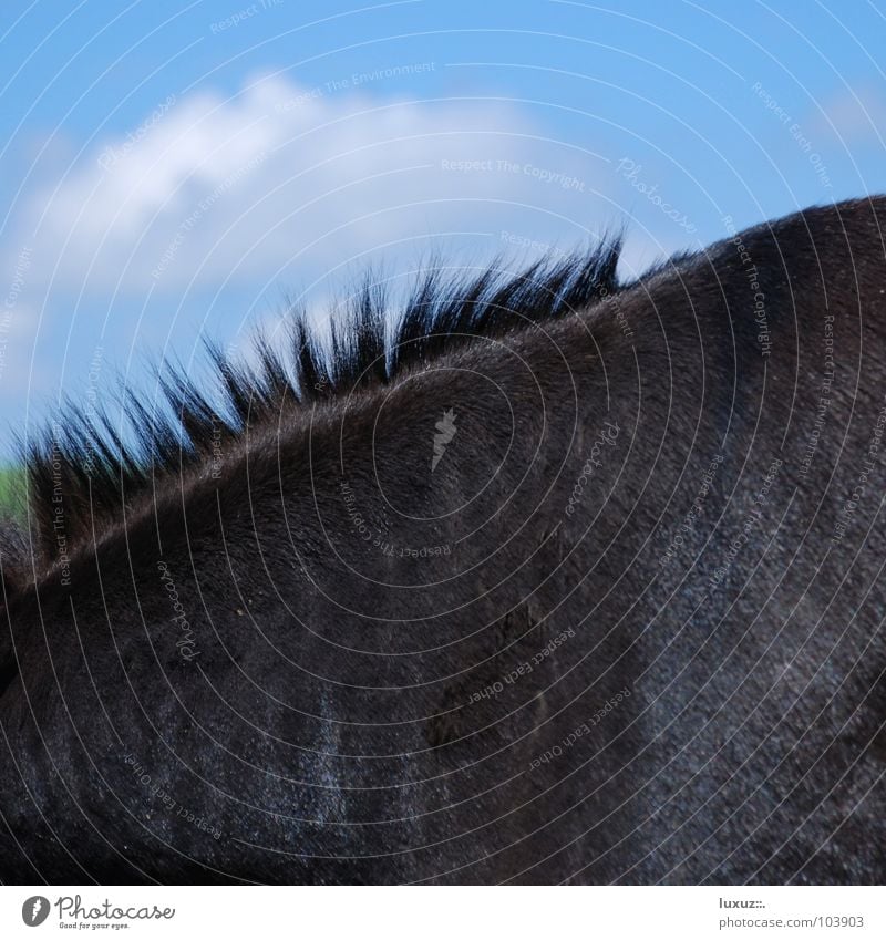 Ene Mähne kurz Fell gruselig Pferd Angst Panik gefährlich Säugetier Haare & Frisuren stehfrisur Friseur Pony deckhaar Kamm Rücken mane donkey horse Esel