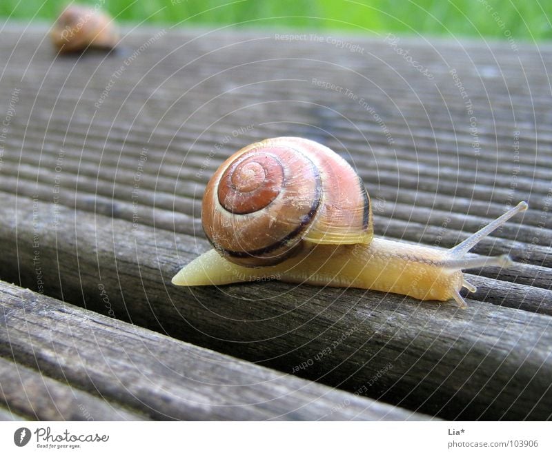 Neue Wege gehen Schneckenhaus Fühler krabbeln Zeitlupe Grenze Barriere erobern Tier Reptil schleimig anbiedern Schleim langsam Rennbahn Pause Abschied klein