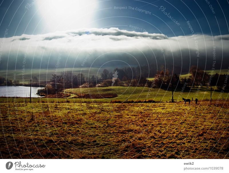 Weltall, Pferde, Mensch Umwelt Natur Landschaft Pflanze Tier Himmel Wolken Horizont Klima Schönes Wetter Baum Gras Sträucher Wiese Seeufer Weide Dorf Haus 2