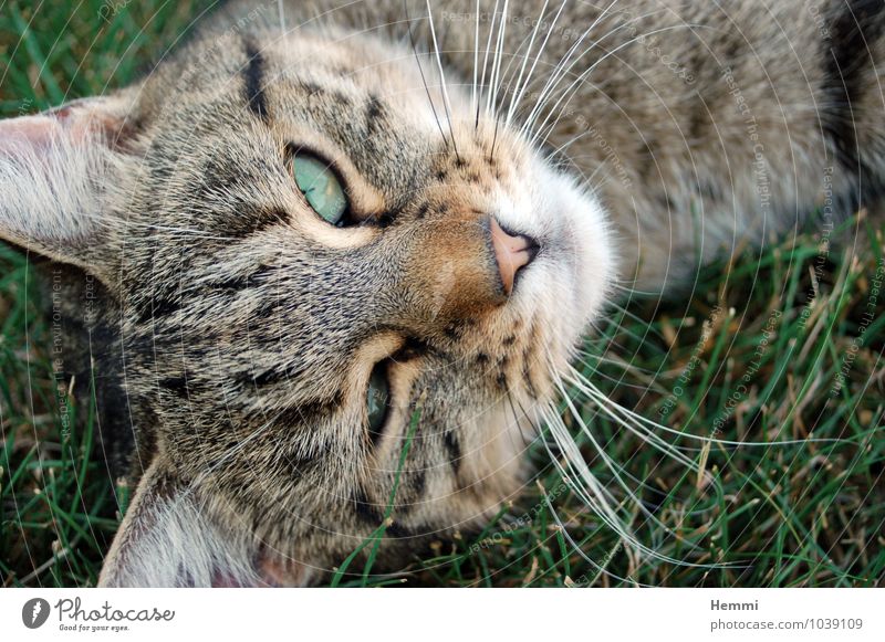 Wer stört? Tier Haustier Katze 1 liegen schlafen Katzenkopf Katzenauge Hauskatze Farbfoto mehrfarbig Außenaufnahme Detailaufnahme Menschenleer