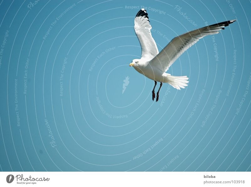 Über den Wolken Möwe weiß schwarz Meeresvogel Vogel Tier Unendlichkeit schön stahlblau tief Außenaufnahme Möve Möven elegant Seevogel Federfieh fliegen frei