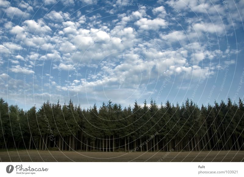 komm in den wald Wald Baum Tanne Wolken gruselig unheimlich grün Angst Panik Europa Himmel Natur