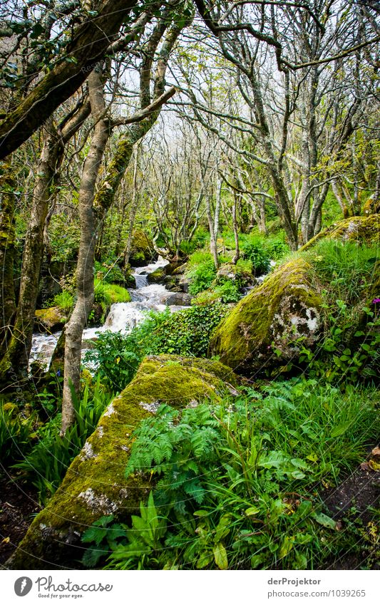 Moosiger Urwald mit Bach Ferien & Urlaub & Reisen Tourismus Ausflug Expedition Umwelt Natur Landschaft Pflanze Tier Urelemente Frühling schlechtes Wetter Baum