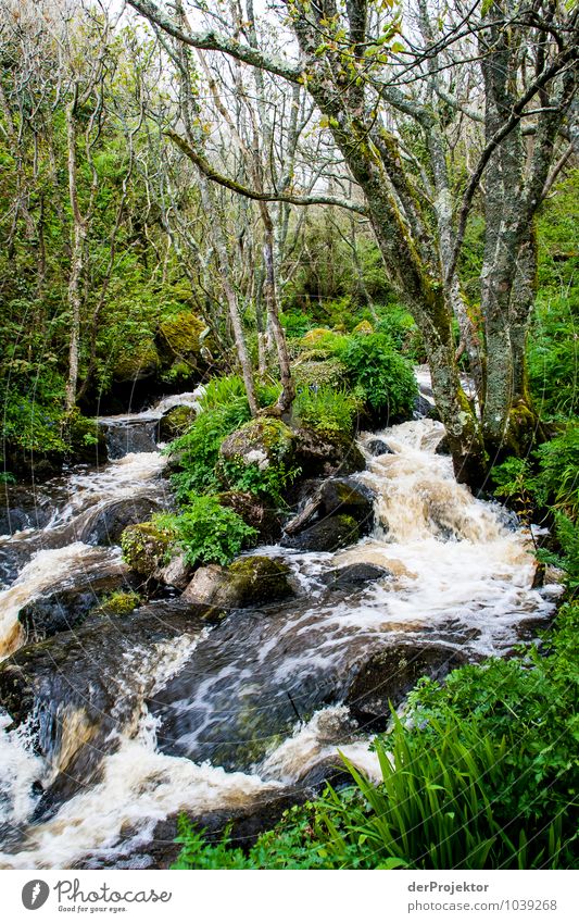 Es klickt die Kamera am rauschenden Bach Ferien & Urlaub & Reisen Tourismus Ausflug Expedition Umwelt Natur Landschaft Pflanze Tier Frühling schlechtes Wetter