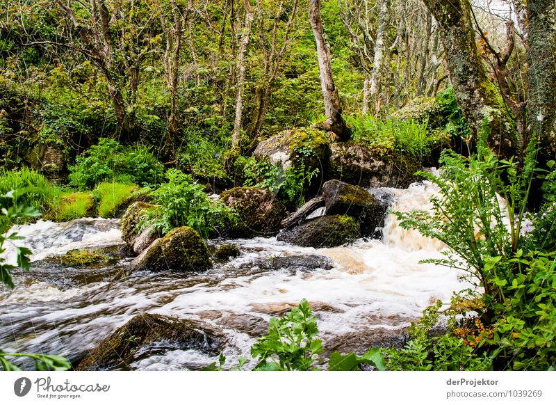 Uriger Bach mit bemoosten Wald Umwelt Natur Landschaft Pflanze Tier Urelemente Frühling schlechtes Wetter Baum Gras Moos Wildpflanze Urwald Wellen Insel Fluss