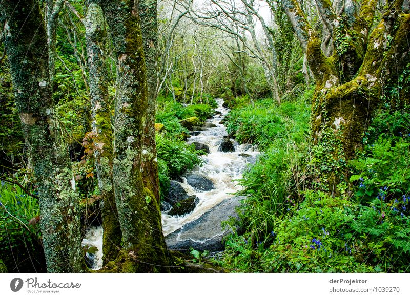 Urwald mit Bach Ferien & Urlaub & Reisen Tourismus Ausflug Abenteuer Ferne Freiheit Expedition Berge u. Gebirge Umwelt Natur Landschaft Pflanze Tier Urelemente