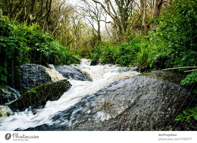 Wilder Bach in Cornwall Ferien & Urlaub & Reisen Tourismus Ausflug Abenteuer Safari Expedition Umwelt Natur Landschaft Pflanze Urelemente Frühling