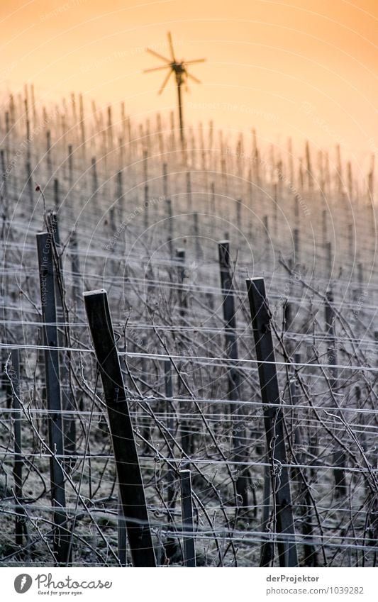 Klapotetz/Klapotek am winterlichen Weingarten Umwelt Natur Landschaft Pflanze Tier Urelemente Winter Schönes Wetter Eis Frost Feld Hügel Berge u. Gebirge