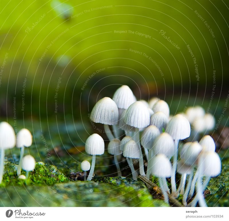 Pilzgruppe Moos Sporen Flechten Natur mehrere Anhäufung Knolle Pilzhut kappe Lamelle Umwelt Pflanze Botanik Herbst herbstlich ökologisch mykologie Symbiose