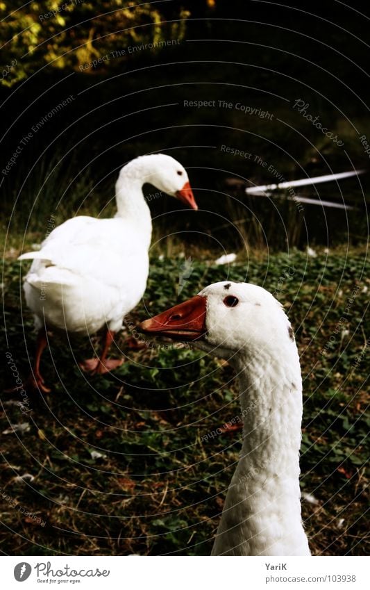 gänse des todes Gans weiß Vogel Teich Gewässer Wiese Gras Nahrungssuche Schnabel rot grün dunkel Hals Feder Wasser Küste Rasen Suche Blick orange konstrast Auge