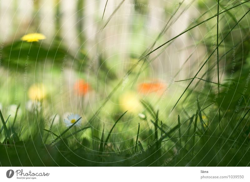 hinaus Umwelt Natur Landschaft Pflanze Sommer Schönes Wetter Blume Gras Grünpflanze Wildpflanze Garten Wiese Wachstum Schutz Wildnis Farbfoto Außenaufnahme