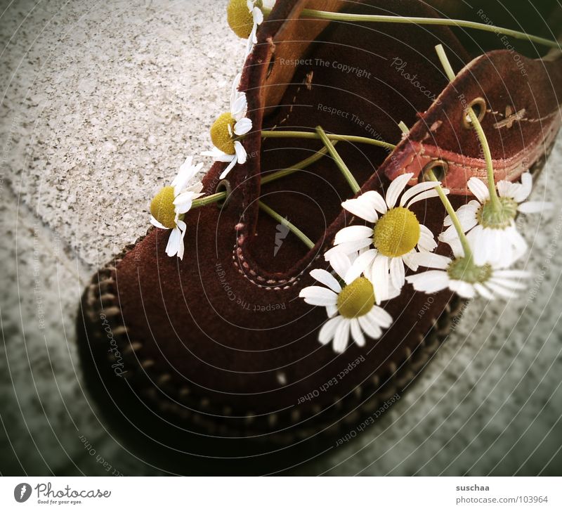 blumenkinder tragen blumen in ihren schuhen .. Gänseblümchen Schuhe Kinderschuhe Schuhbänder Steinboden Sommer Spielen Hippie Bekleidung wildlederschuh