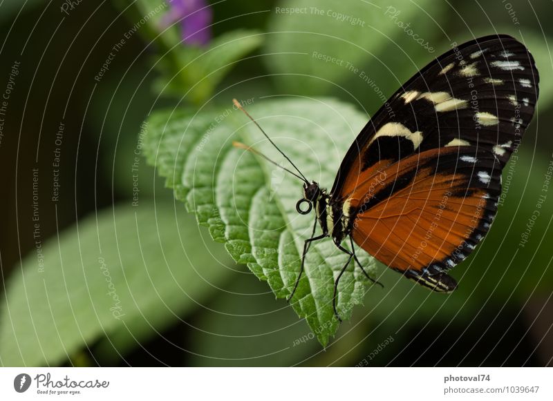 Ruhiger Schmetterling Tier Blatt 1 ästhetisch elegant exotisch schön klein natürlich Neugier braun grün schwarz Gefühle Tierliebe friedlich Farbe Gelassenheit