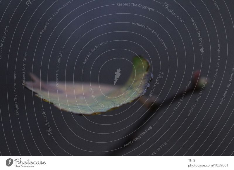 Blatt Natur Pflanze Herbst Winter Blühend verblüht ästhetisch authentisch einfach elegant natürlich Gelassenheit geduldig ruhig einzigartig harmonisch schön