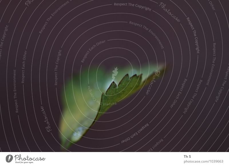 Blatt Natur Pflanze Blühend ästhetisch authentisch einfach elegant frisch nass natürlich grün Gelassenheit geduldig ruhig einzigartig Regen harmonisch schön