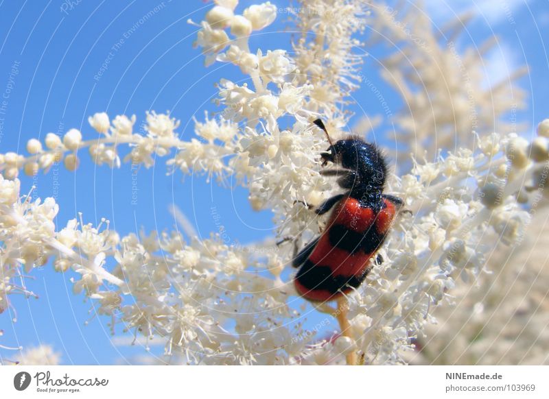 kleiner PuschelWuschel rot schwarz weiß himmelblau Käferbein zerzaust Blüte Pflanze Insekt krabbeln Sommer Schönes Wetter Sträucher Unschärfe gestreift niedlich