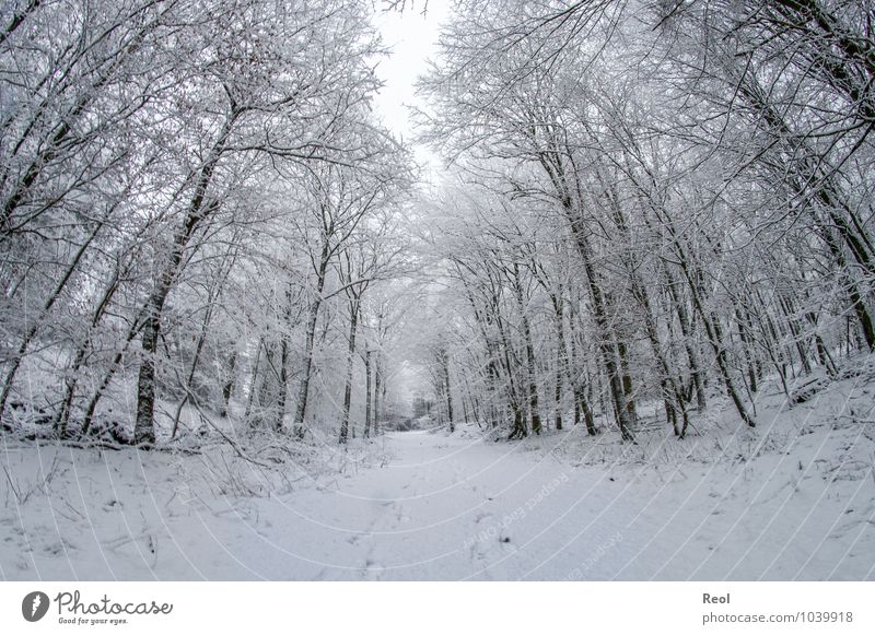 Winterwald Ferien & Urlaub & Reisen Schnee Winterurlaub Natur Landschaft Urelemente Wasser Himmel Klima Schneefall Pflanze Wildpflanze Laubwald Wald Fußspur