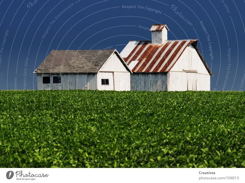 Rural Barns Holzmehl Länder Himmel stark Ernährung Bauernhof barn agriculture building crop leaf harvest horizon rural country sky grow distance whitewash