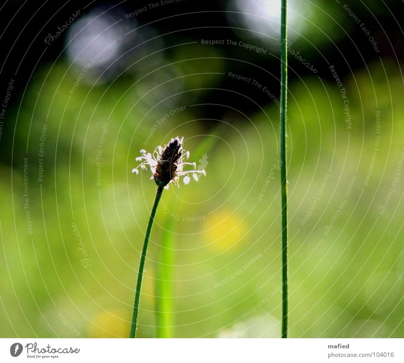 Zuneigung grün Gras Halm Blüte Wiese Sommer Physik Brise träumen klein zart Rispe Wärme liegen Erholung