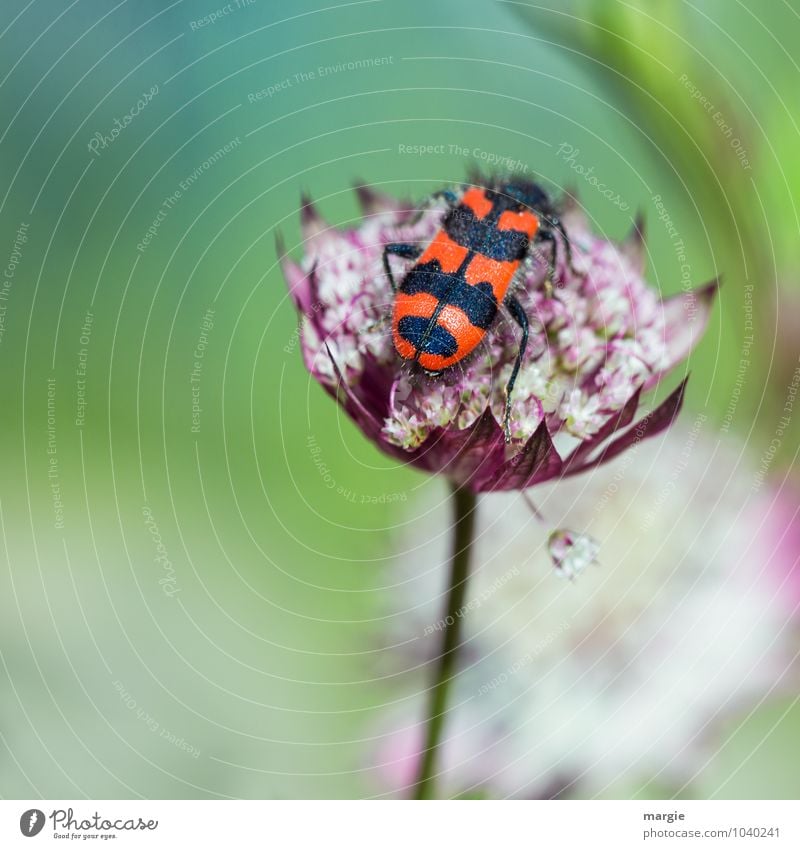 Ein Bienen  - Käfer auf einer Blüte Natur Pflanze Frühling Sommer Blume exotisch Blütenstiel Blütenblatt Garten Beet Tier 1 fliegen Fressen krabbeln sitzen grün