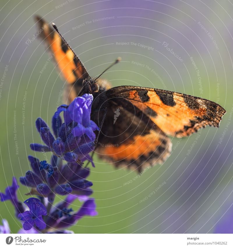 Sichere Landung, ein Schmetterling auf einer Lavendelblüte Natur Pflanze Blüte Grünpflanze Garten Tier Wildtier Tiergesicht 1 fliegen hängen krabbeln blau