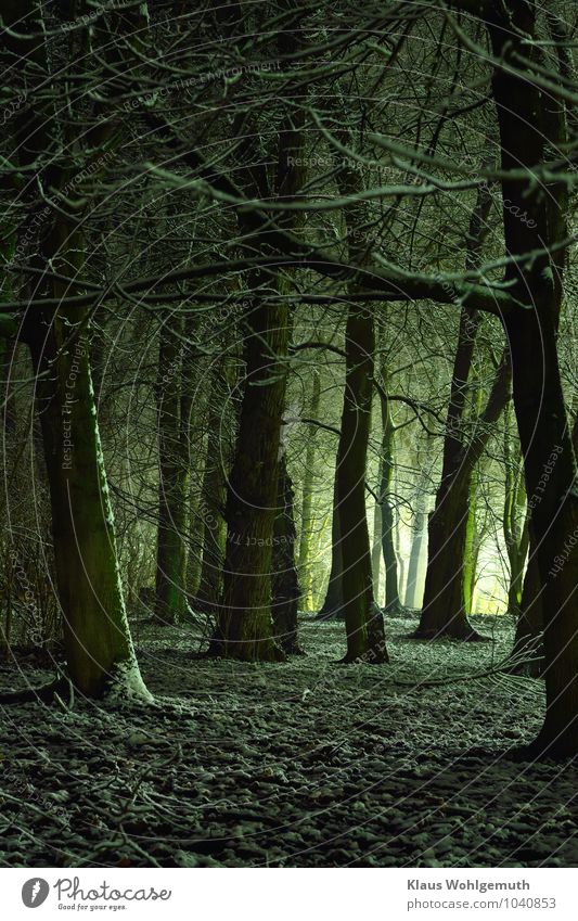 123 lange Sekunden Umwelt Natur Landschaft Pflanze Winter Klima Schnee Baum Park Wald Salow Endzeitstimmung geheimnisvoll Idylle Farbfoto Außenaufnahme