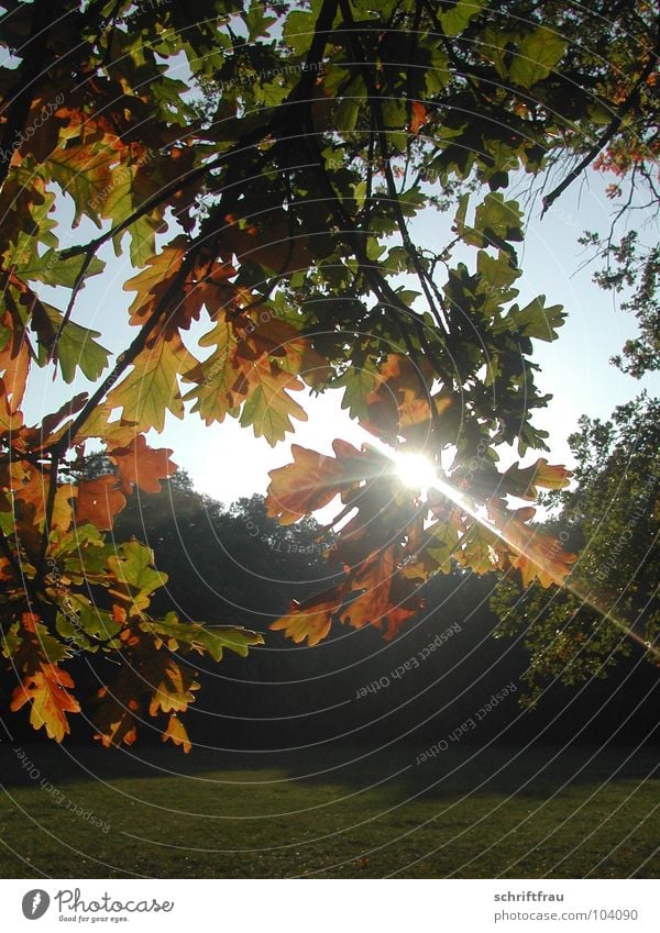 herbstsonne Herbst Licht Sonnenuntergang Romantik Blatt mehrfarbig Baum Park Abend Himmel Lichtstrahl