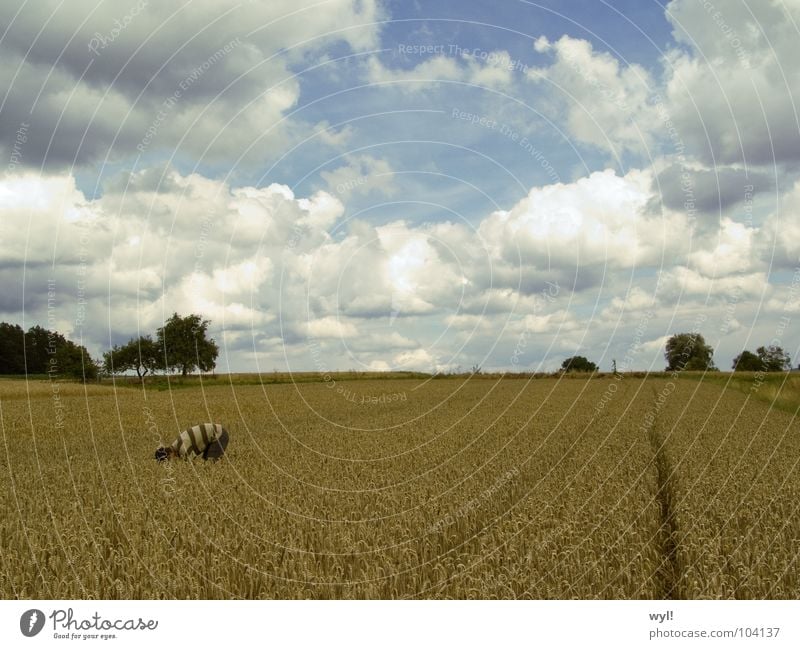 Übergang 3 Kreis Feld weiß Weizen Gerste Roggen Metamorphose Wolken Spuren Horizont Kunst Kunsthandwerk Jörg Himmel blau Getreide Traktorspur