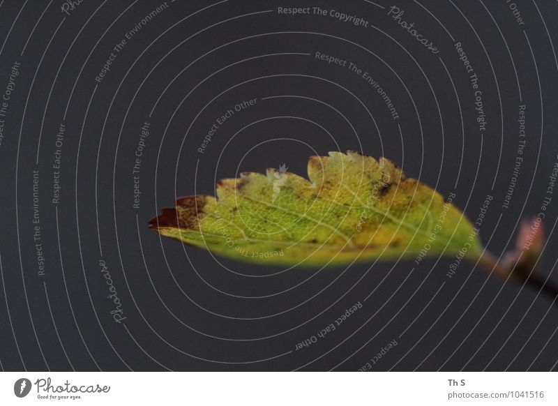 Blatt Natur Pflanze Herbst Winter Blühend verblüht ästhetisch authentisch einfach elegant natürlich braun grau grün Stimmung Gelassenheit geduldig ruhig