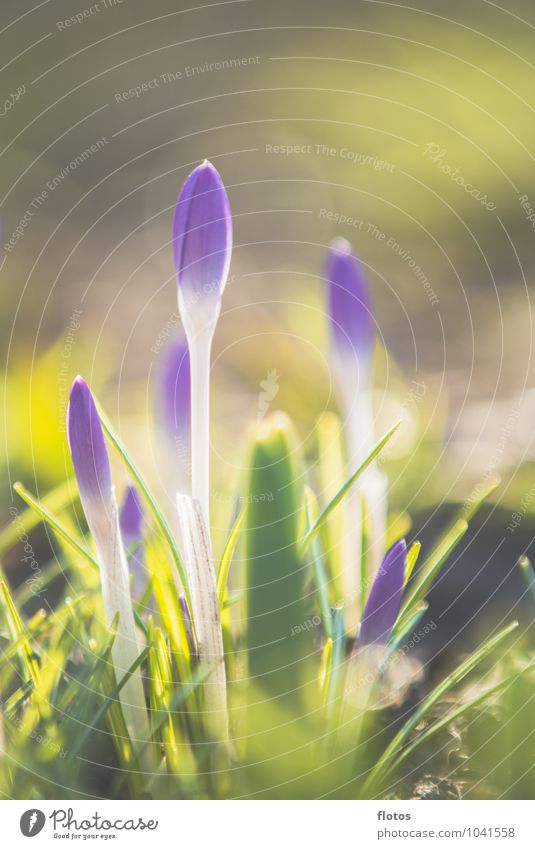 Alles Frühling oder was ? Natur Pflanze Sonnenlicht Schönes Wetter Blume Gras Blüte Wildpflanze Wiese natürlich gelb grün violett weiß Krokusse Farbfoto